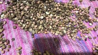 Moongfali peeling machine | Punjab engineering Indore 9098587992