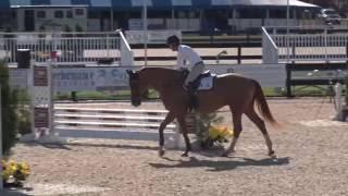 River Blues Ridden by Jonathan Corrigan--.80m Jumpers (Second Round)