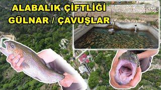 GÜLNAR ÇAVUŞLAR ALABALIK ÇİFTLİĞİ GEZİSİ - ALABALIK YETİŞTİRMEK -  TARLADA BALIK YETİŞTİRMEK
