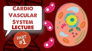 MCAT Biology Lecture: Cardiovascular  System (1/3)