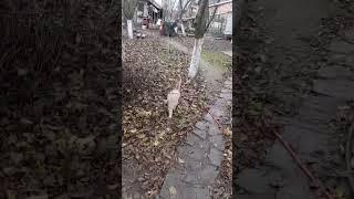 Supercat LUSYA #CAT #kitty
