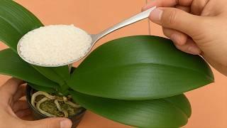 Just Need Rice! Orchid leaves immediately grow roots and bloom all year round