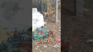 Dog xxx video