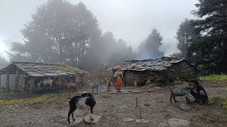The Most Beautiful Rural Village Life During Rainy Days || Rural Activities In Nepal  ||