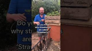 How to grow strawberries from runners #growyourgroceries #strawberries #gardening