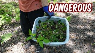 Homesteaders Skip This Job - Pulling Poison Ivy By Hand