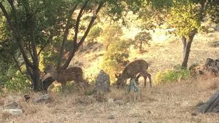 Mama and baby deer in Alum Rock park