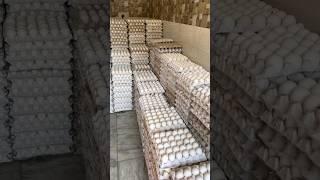 Wholesale egg shop | egg shop
