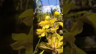 the shiny yellow dendrobium #fyp #dendrobium #orchid #jungle