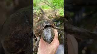 The HUGE HEAD of the Loggerhead Musk Turtle!