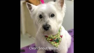 Wags and Whiskers Pet Resort of Flagstaff, AZ Grooming Video