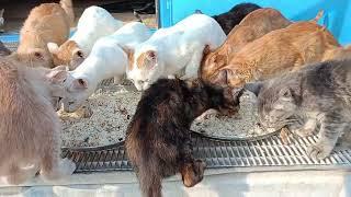 Feeding Homeless Cats, Kittens, and Puppies: A Heartwarming Journey | Animal Rescue Videos