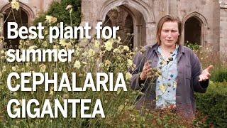 Cephalaria gigantea is a beautiful summer plant for the garden