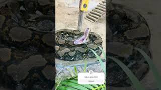 #shorts #shortvideo #snake #wildlife #animals