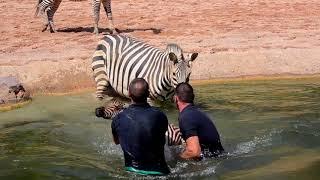 Cebra recién nacida es rescatada por los cuidadores de BIOPARC Valencia tras caer al agua