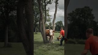 Cow Got Stuck  but the Chainsaw Worked Wonders