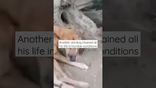 This poor dog has been chained all his life... #dogrescue #dog #shorts