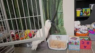 Cockatoo Tormenting!!