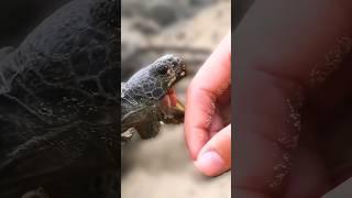 What to do when a turtle bites you 