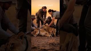  Lioness Collapsed in Front of Her Cubs… What Happened Next Will Break You  #wildliferescue