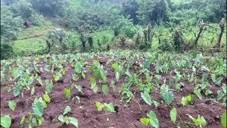 ROAD TO SELF-SUFFICIENCY: FARMING | SDA COUNTRY LIVING