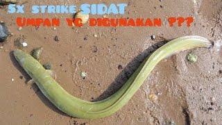 Mancing sidat/julit 5x strike & apa saja umpan yg digunakan #Eel fish