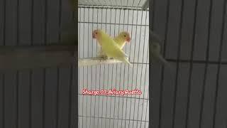 a hot cake crimino commercial #shargo #bird #aviary #official #viral