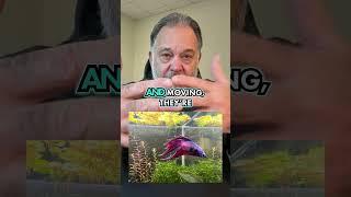 How to Tell If You Have a Sick Fish