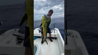 HUGE BULL MAHI! #fishing #boat #saltwaterfishing #offshore #mahi #dolphin