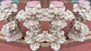 Easy - how to grow oyster mushrooms at home and harvest every day