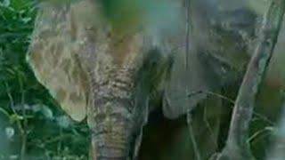 Elephants in the Congo | BBC Studios