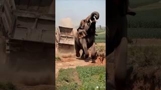 An elephant is overturning an iron trolley #short #elephantl