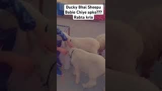 Ducky bhai Kia apko chiye Sheepu baby #munnabhaivlog #Duckybhai #Sheepu #goathouse #miniaturegoats