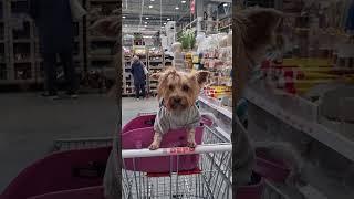 Фани в магазине Депо.#Shorts​#york​#Йорк​#Dog​#Фанни_йорк​#dog#Vilnius_city#Depo#