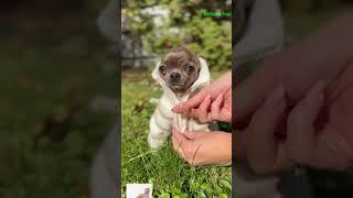 Вы уже утеплились #dog  #ring #chihua #cuteanimal #puppy #chihuhua #cutepet #cute #chichichihuahau