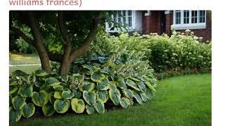 Хоста Фрэнсис Вильямс (hosta williams frances)