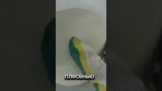 ДНЕВНИК Аффинера: Кайрфилли - появляется первая плесень