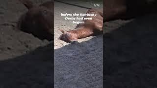 The Horse Death Toll at Churchill Downs #shortsyoutube