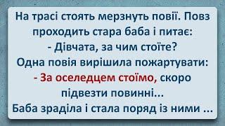  Стара Баба та Солоненький Оселедець! Українські Анекдоти та Українською! Епізод #333