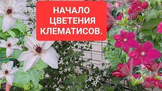 КЛЕМАТИСЫ НАЧИНАЮТ СВОЁ ЦВЕТЕНИЕ. ПРИГЛАШАЮ В МОЙ САД.