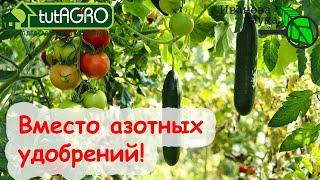 ИСПОЛЬЗУЮ ВМЕСТО АЗОТНЫХ УДОБРЕНИЙ. ТОЛЬКО БЕСПЛАТНЫЕ СПОСОБЫ. МАГАЗИННЫЕ УДОБРЕНИЯ ЖУТКО ПОДОРОЖАЛИ