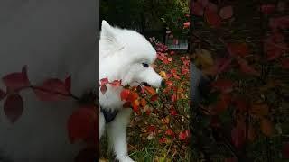 #dogfunnyvideos #samoyed #sweet #fun #pet #pets #puppy #dog