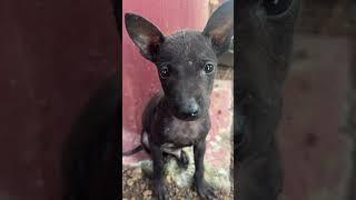Stray .#cute #puppy #singer