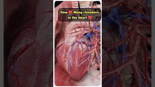 How many Chambers in the Heart ️ #neet #study #heart #biology #dmlt #quiz #medical