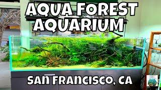 Aqua Forest Aquarium San Francisco!