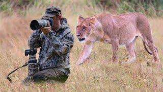 Lioness Surprised Wildlife Photographers When He was Taking Pictures of a Pride