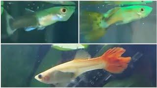 guppies "skinny disease" - common guppy diseases, how to treat sick guppy fish in wasting disease