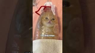 Tiny Home? This Kitten Lives in Plastic Bottle!​#animals #rescue #cat #kitty #sad #shorts