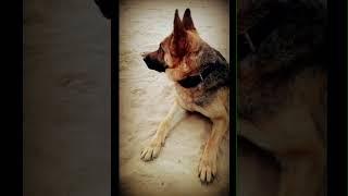 #jimmy #germanshepherd   || Jimmy cute dog #shortsvideo