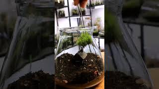 Make a living fairy garden